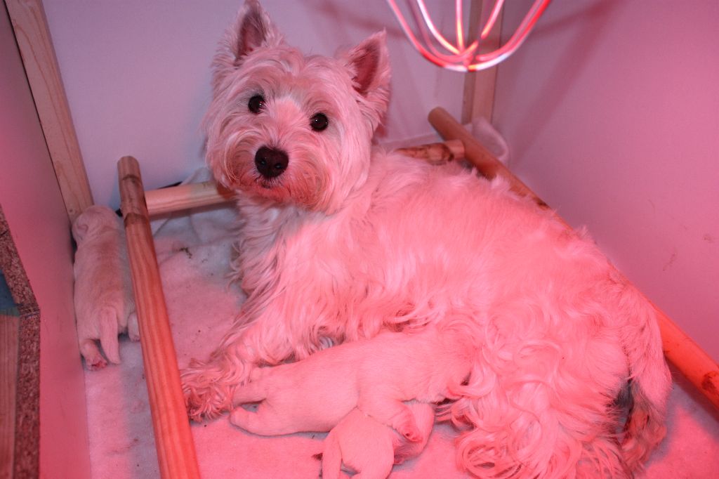 Du Mont Cocyjowy - West Highland White Terrier - Portée née le 18/11/2016